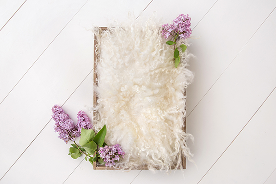Newborn Digital Backdrop 031 - Bed of Lilacs