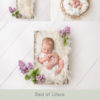 031-Bed of Lilacs digital newborn backdrop