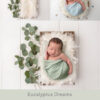 Newborn Digital Backdrop 052 - Eucalyptus Dreams - Image 2