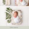 Newborn Digital Backdrop 060 - Little Leaves - Image 2