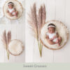 Newborn Digital Backdrop 065 - Sweet Grass - Image 2