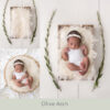 Newborn Digital Backdrop 061 - Olive Arch - Image 2