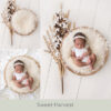 Newborn Digital Backdrop 066 - Sweet Harvest - Image 2