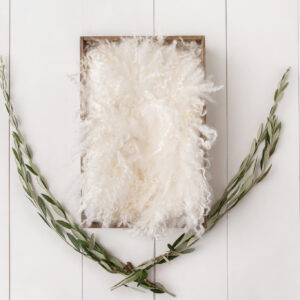 Newborn Digital Backdrop 044 - Olive Branch