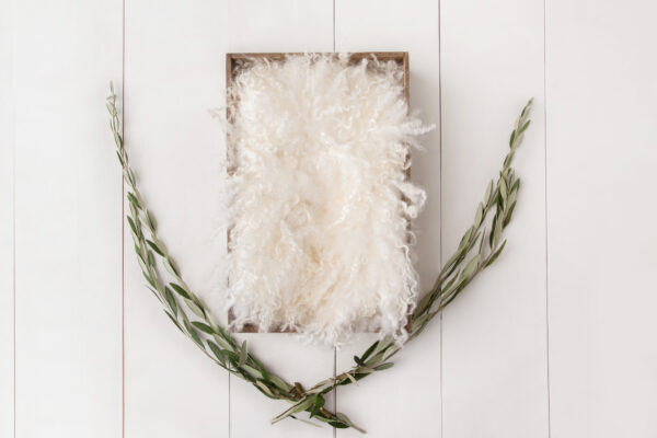 Newborn Digital Backdrop 044 - Olive Branch