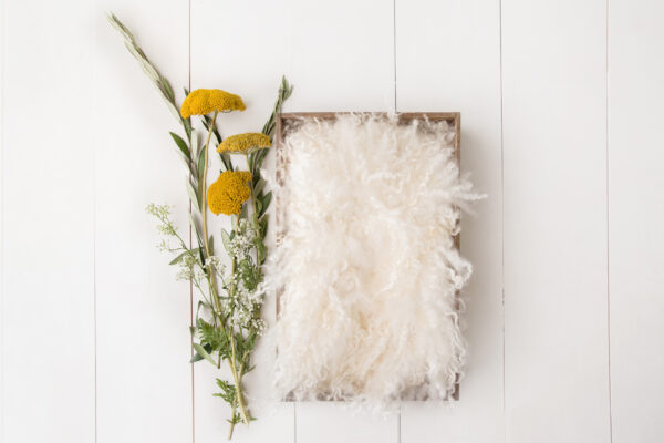 Newborn Digital Backdrop 054 - Wildflower Dreams