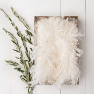 Newborn Digital Backdrop 063 - Olive Spray