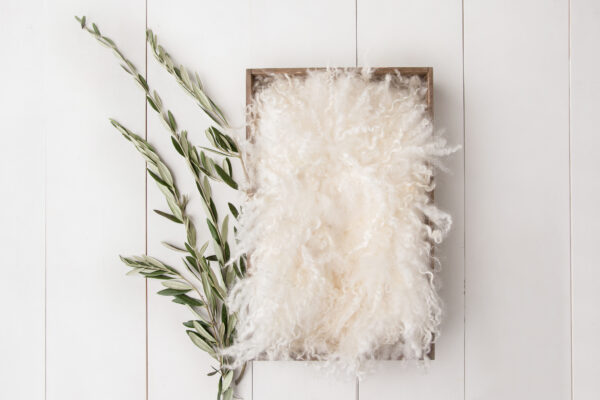 Newborn Digital Backdrop 063 - Olive Spray
